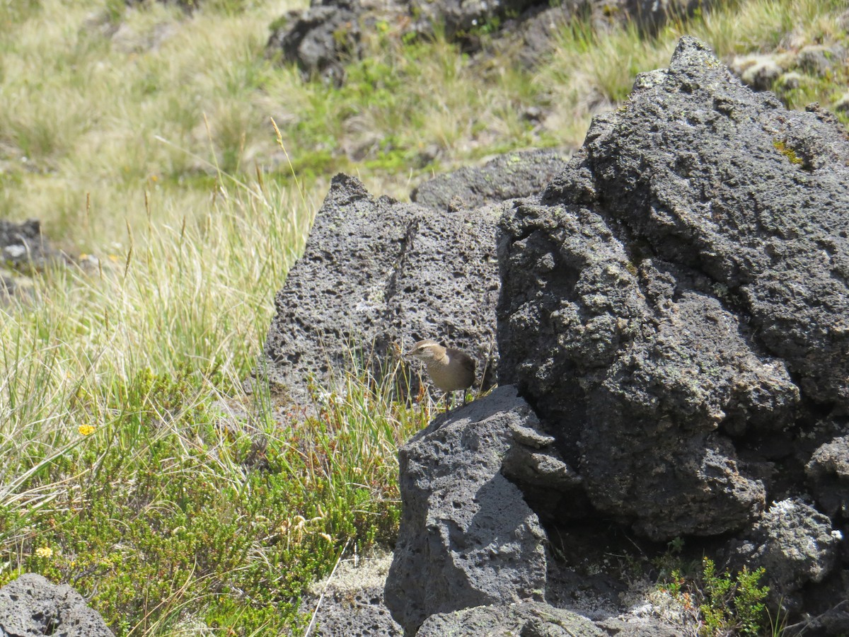 Buff-winged Cinclodes - ML647017780