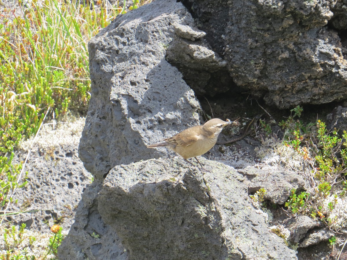 Buff-winged Cinclodes - ML647017781