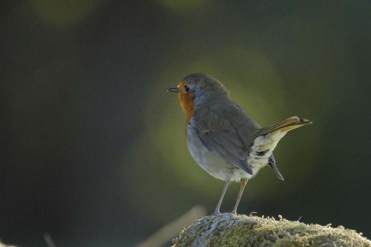 European Robin - ML647017783