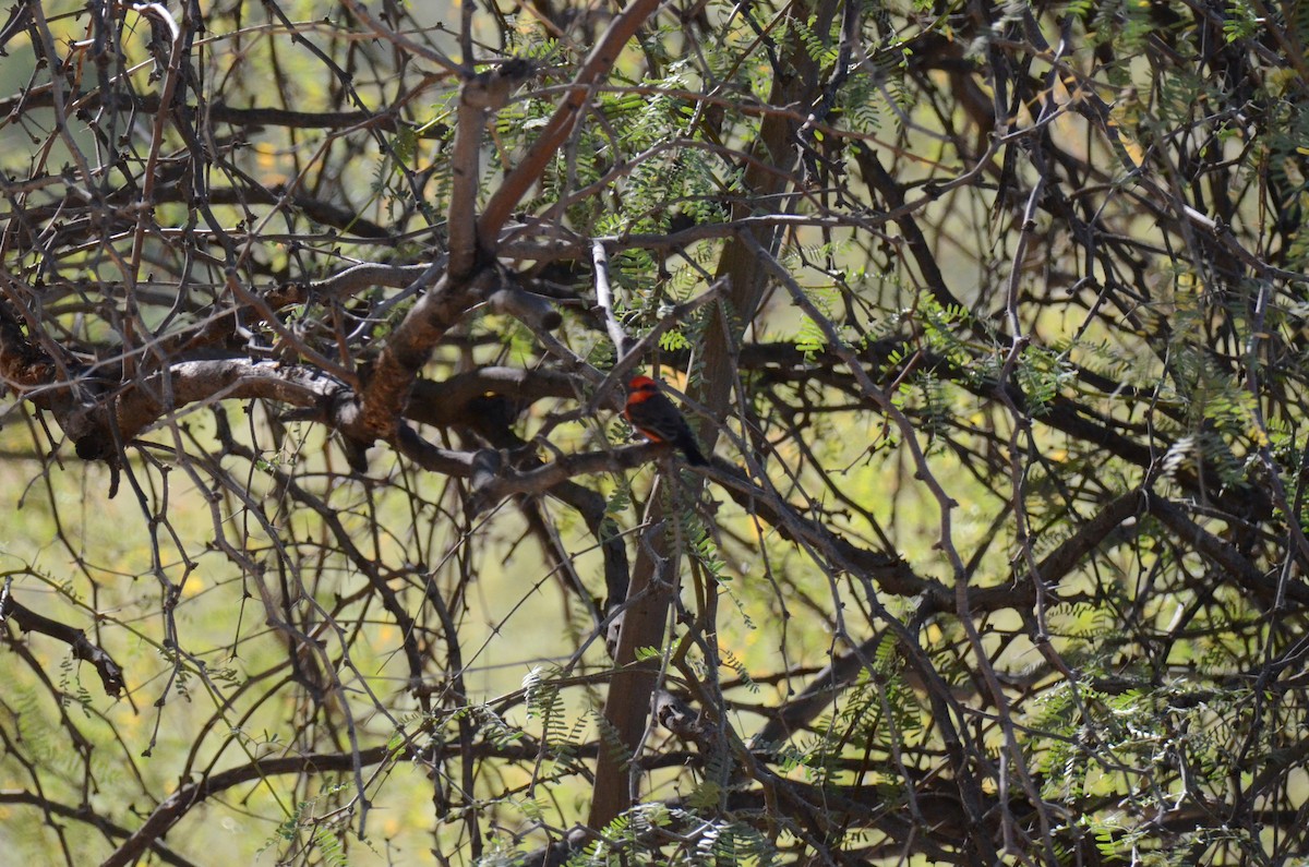 Vermilion Flycatcher - ML647017790