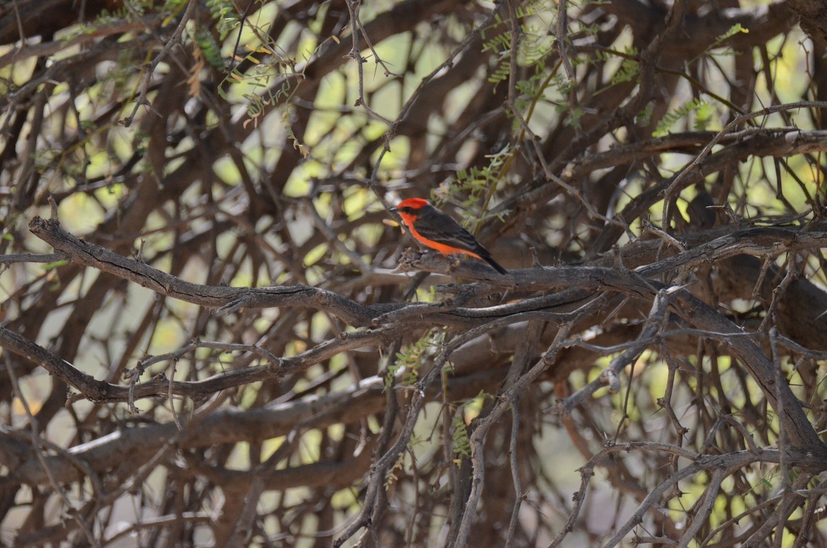 Vermilion Flycatcher - ML647017794