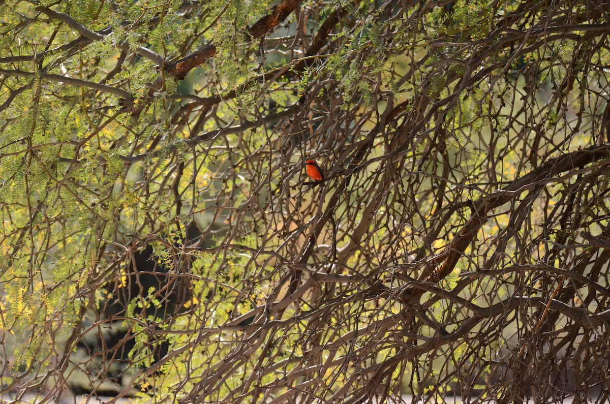 Vermilion Flycatcher - ML647017795