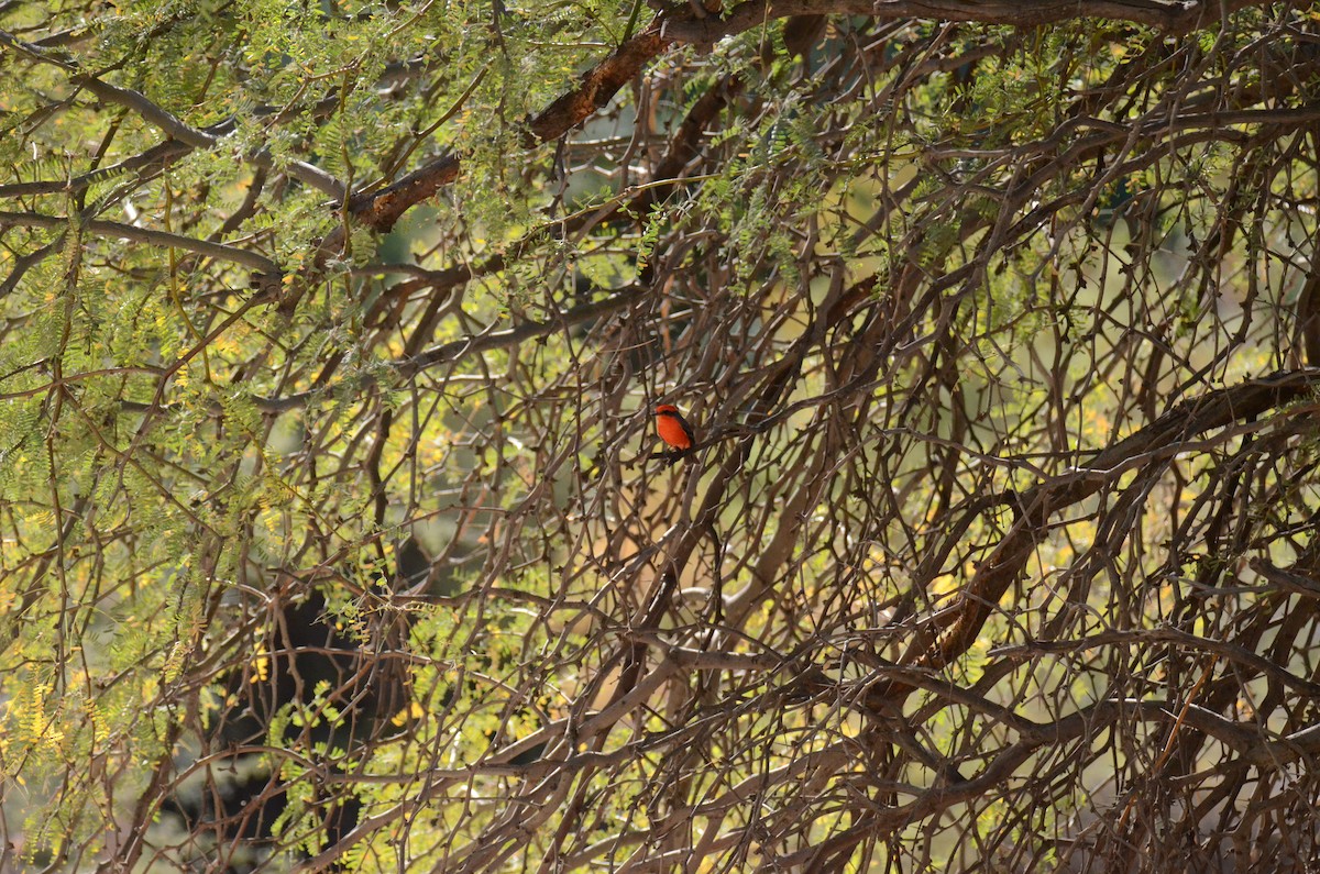 Vermilion Flycatcher - ML647017796