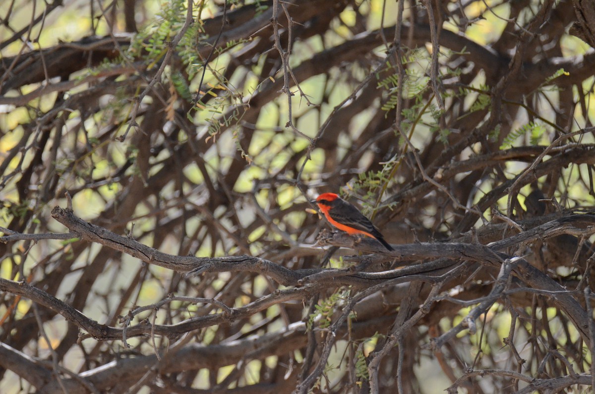Vermilion Flycatcher - ML647017797