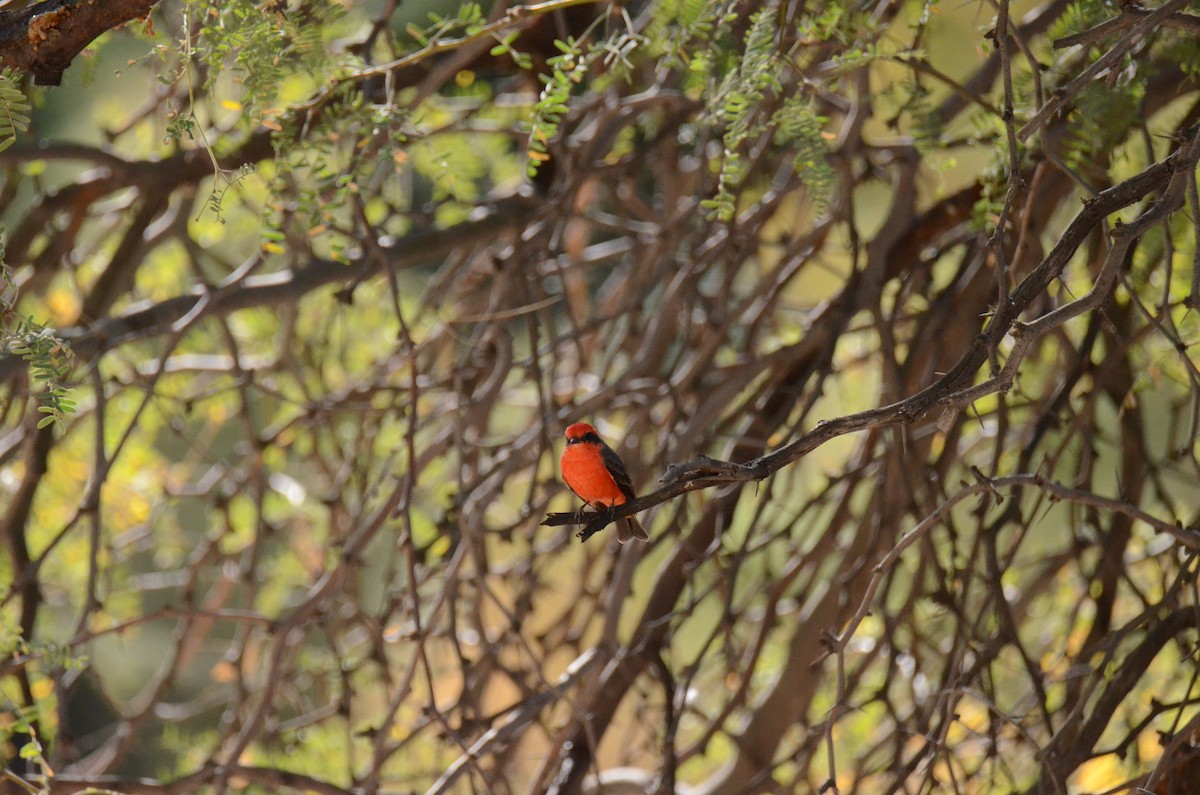 Vermilion Flycatcher - ML647017798