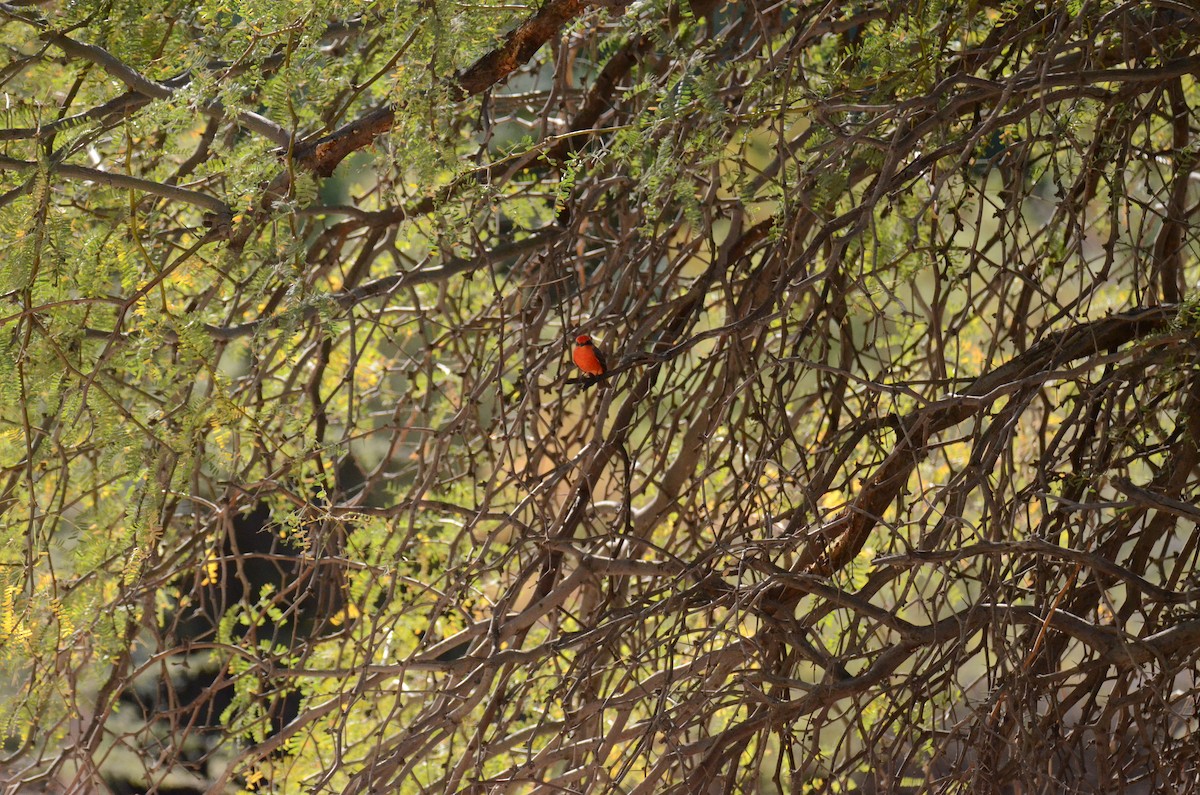 Vermilion Flycatcher - ML647017799