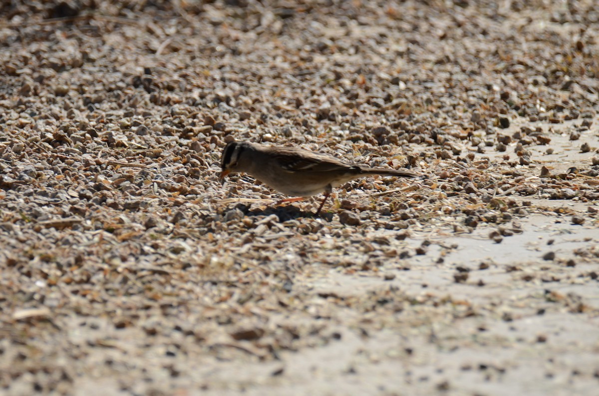 White-crowned Sparrow - ML647017814