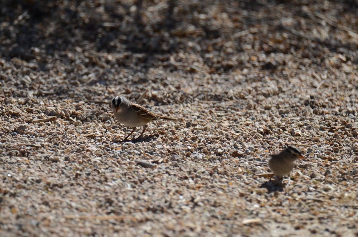 White-crowned Sparrow - ML647017815