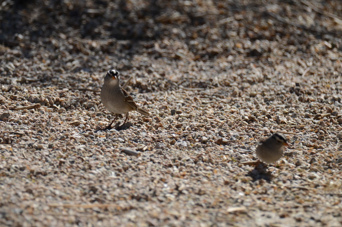 White-crowned Sparrow - ML647017816