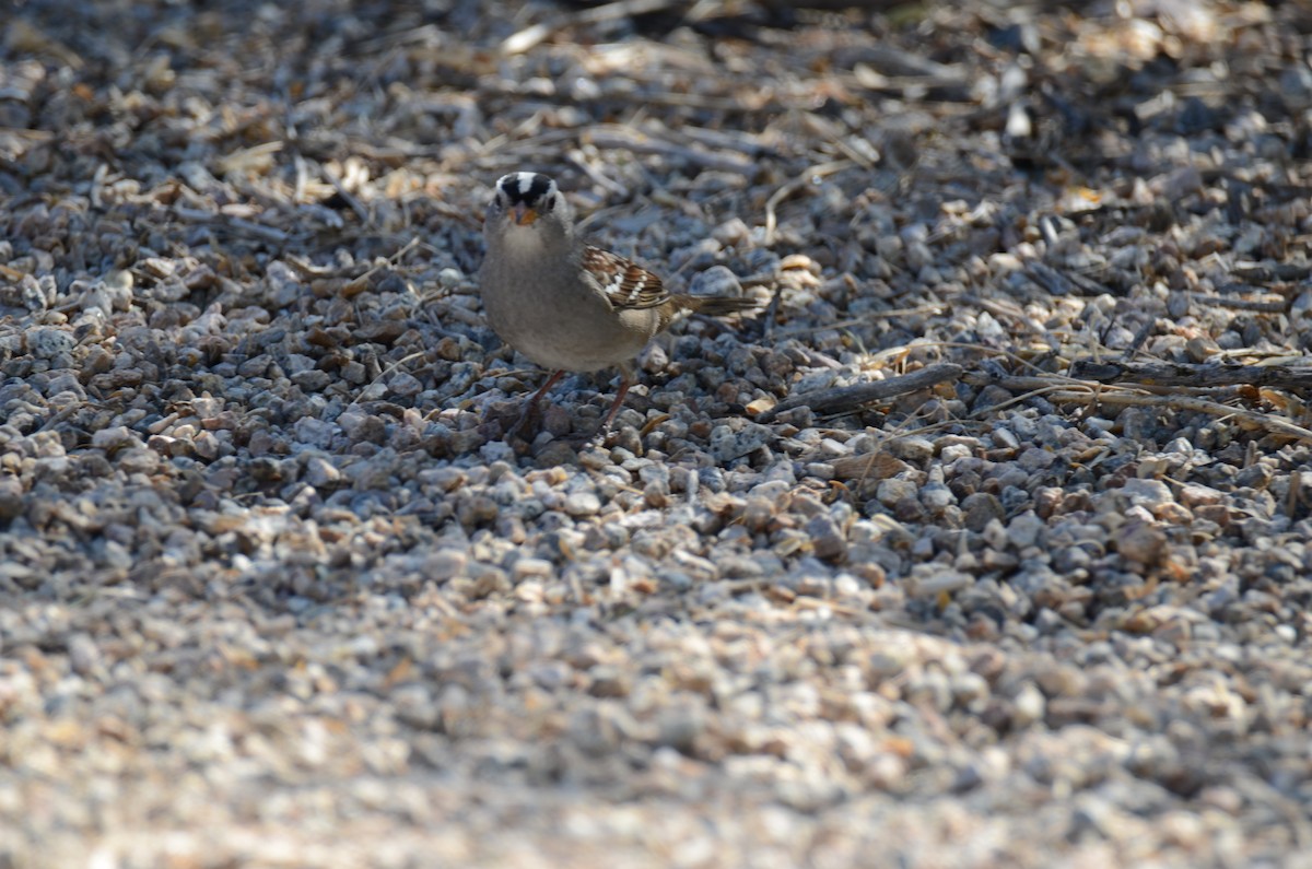 White-crowned Sparrow - ML647017817