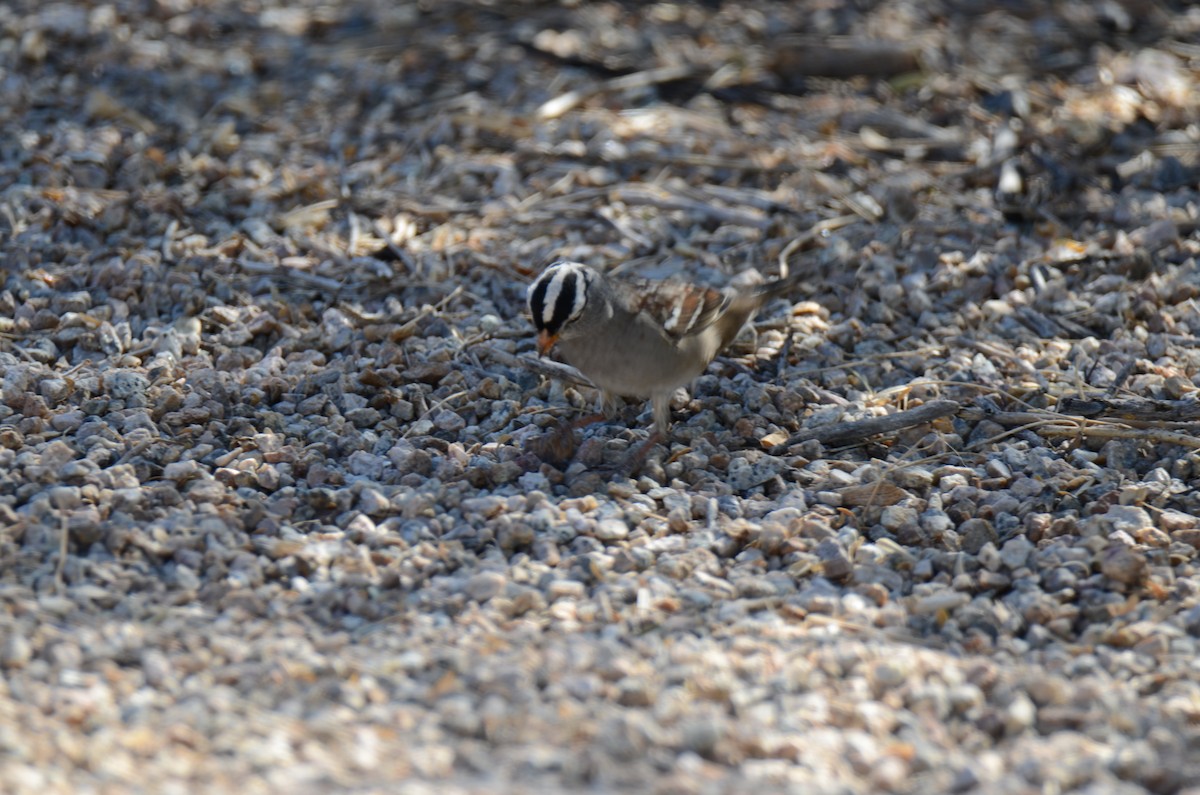 White-crowned Sparrow - ML647017818