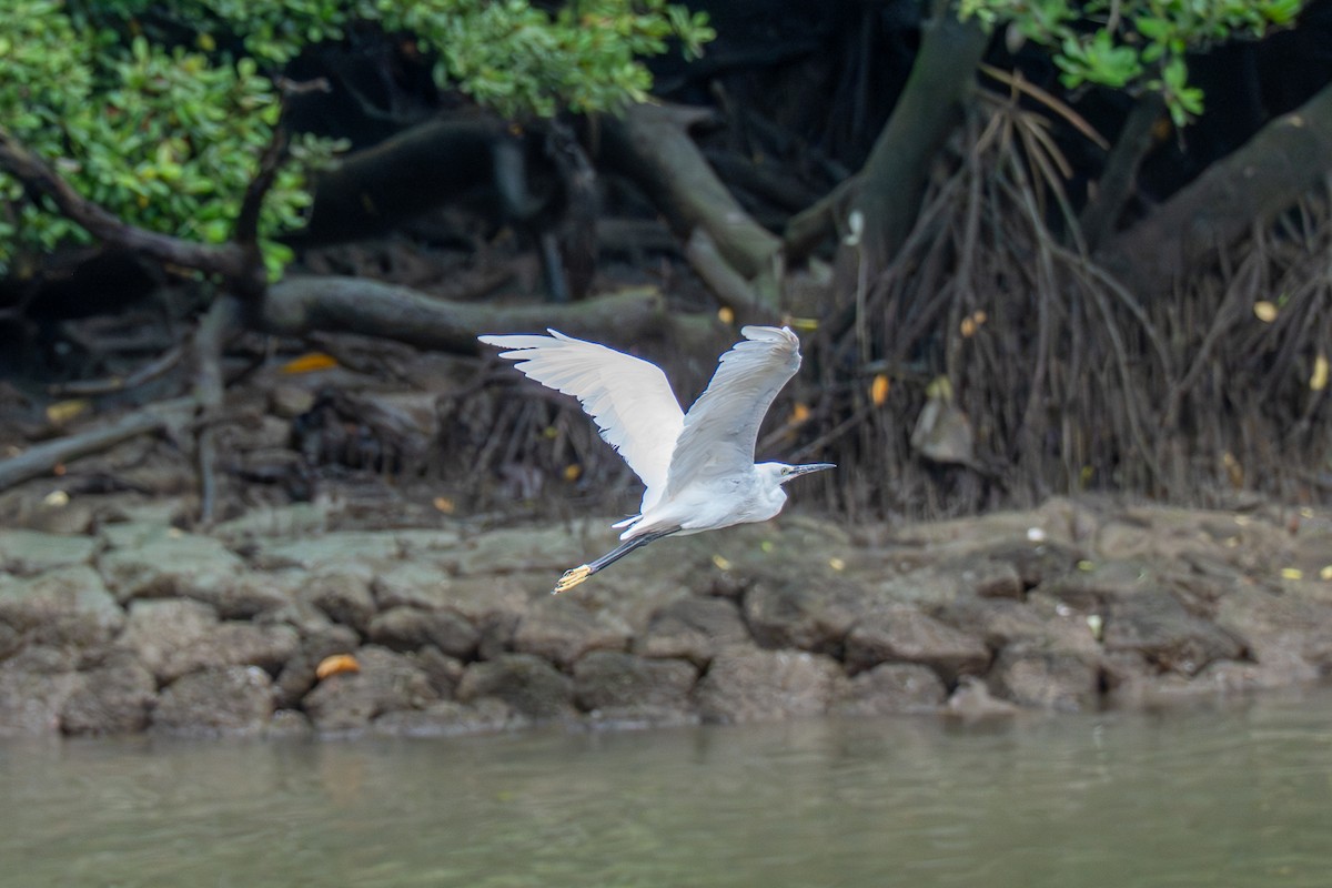 silkehegre - ML647017819