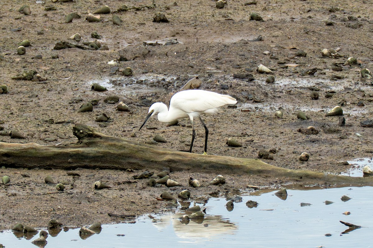 silkehegre - ML647017820