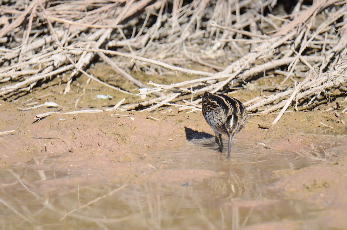 Wilson's Snipe - ML647017825