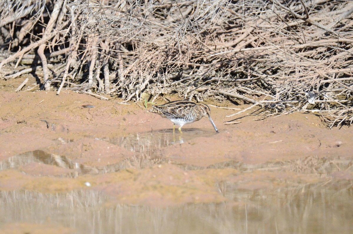 Wilson's Snipe - ML647017826