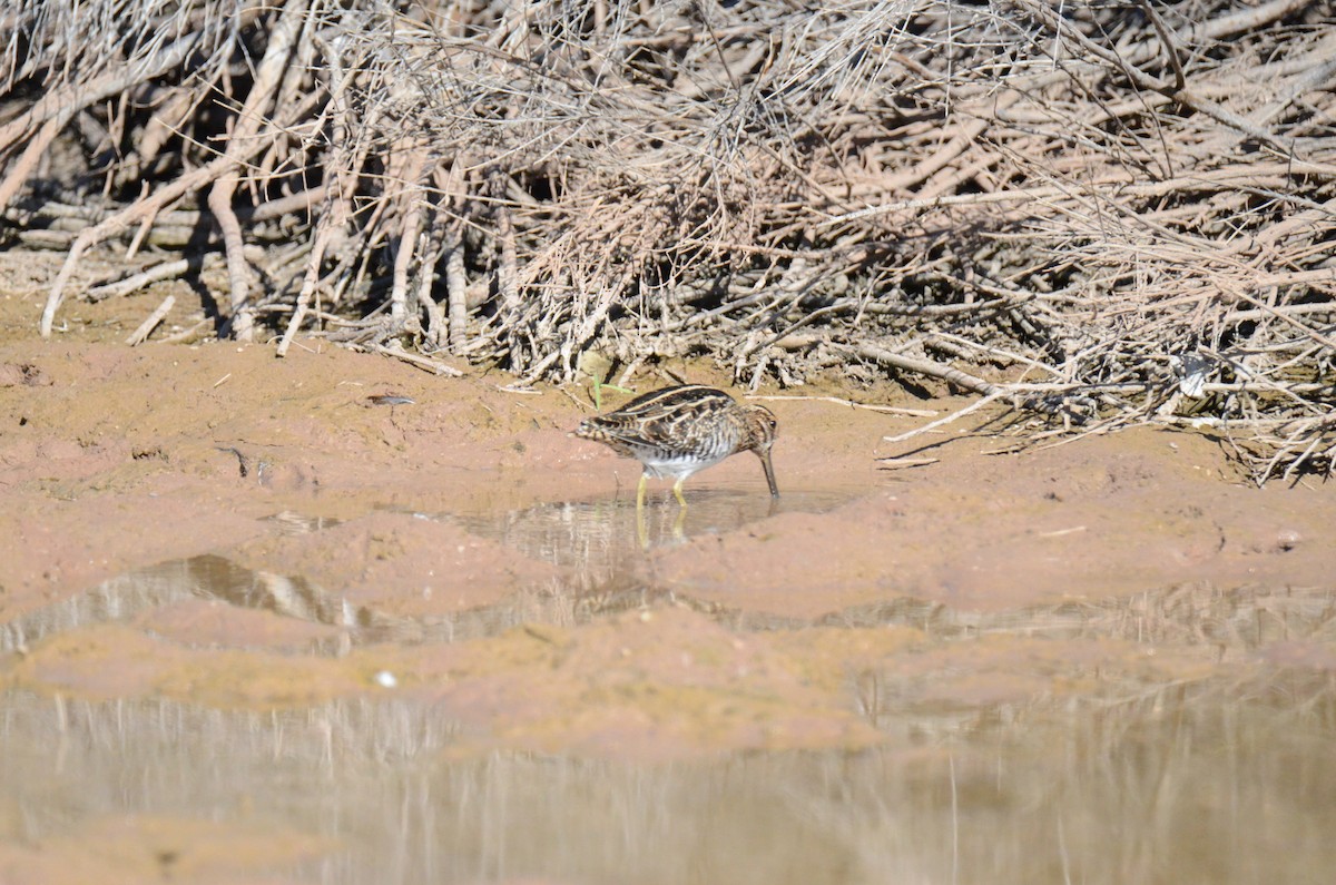 Wilson's Snipe - ML647017827
