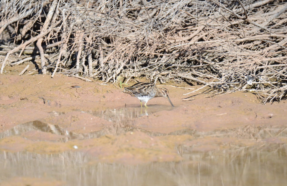 Wilson's Snipe - ML647017828