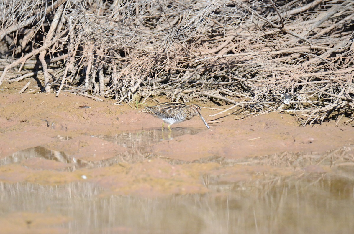 Wilson's Snipe - ML647017829