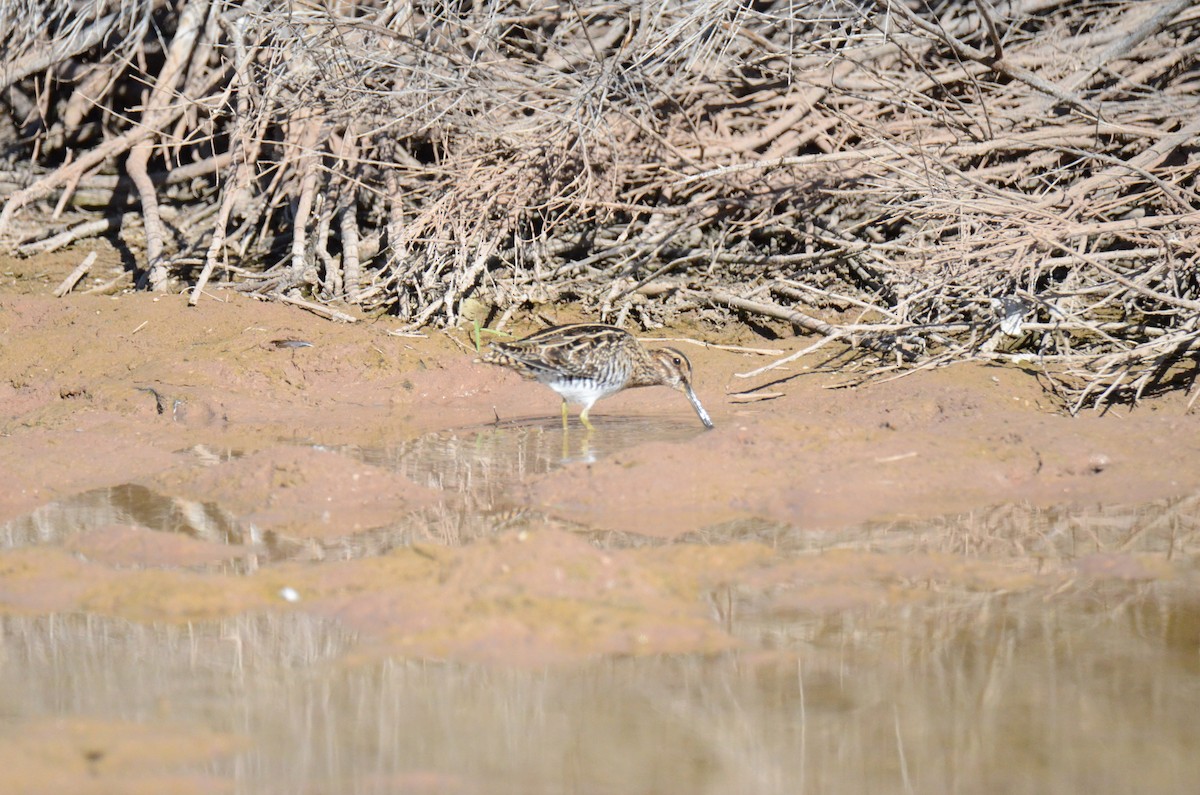 Wilson's Snipe - ML647017830