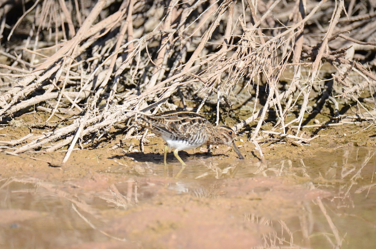 Wilson's Snipe - ML647017831
