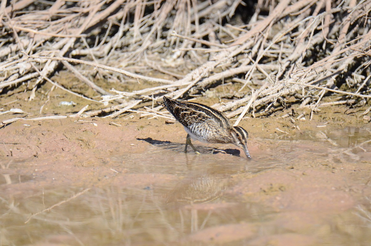 Wilson's Snipe - ML647017832