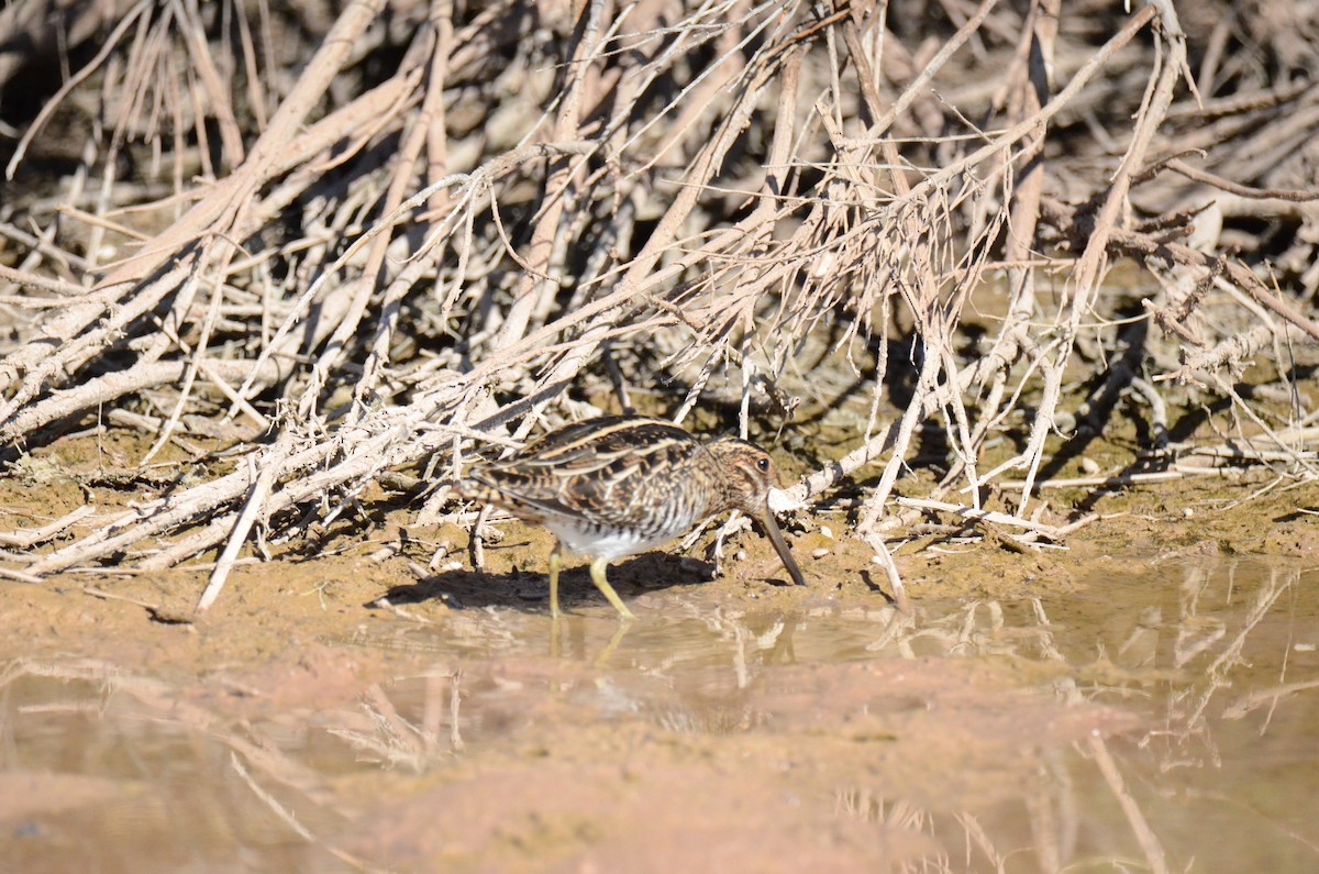 Wilson's Snipe - ML647017833