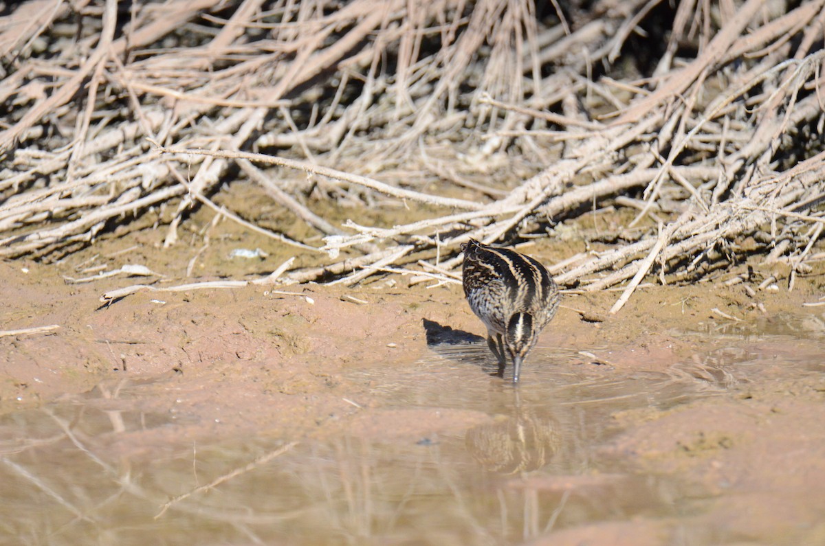 Wilson's Snipe - ML647017834