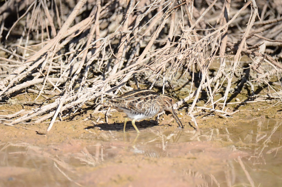 Wilson's Snipe - ML647017835