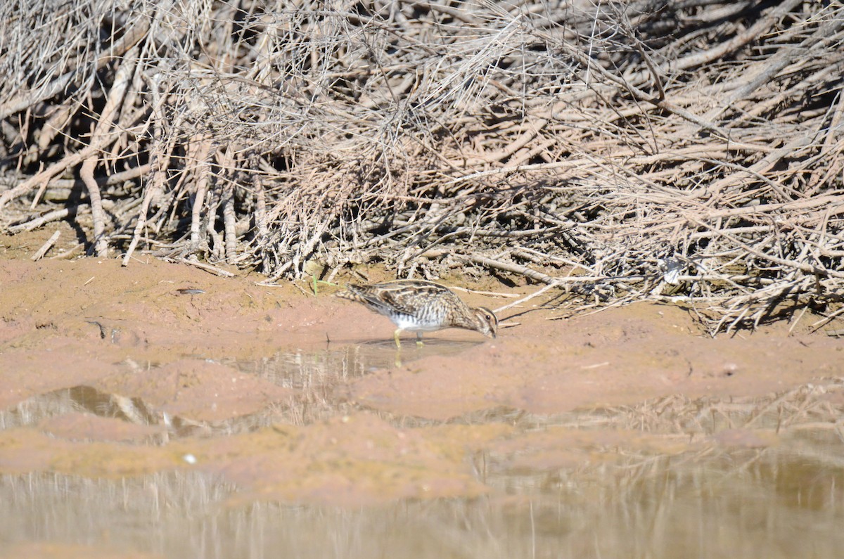 Wilson's Snipe - ML647017836