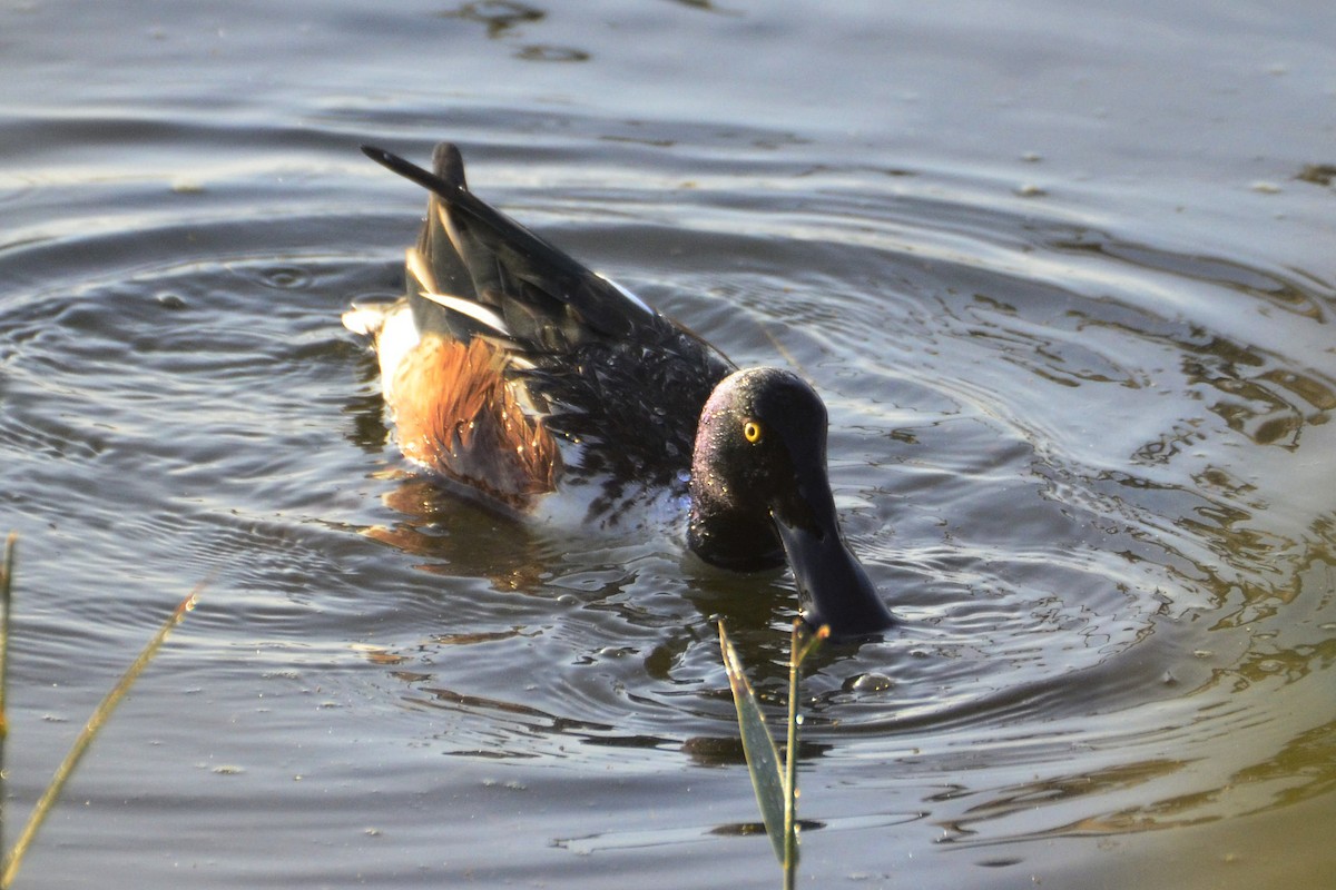 Northern Shoveler - ML647017837