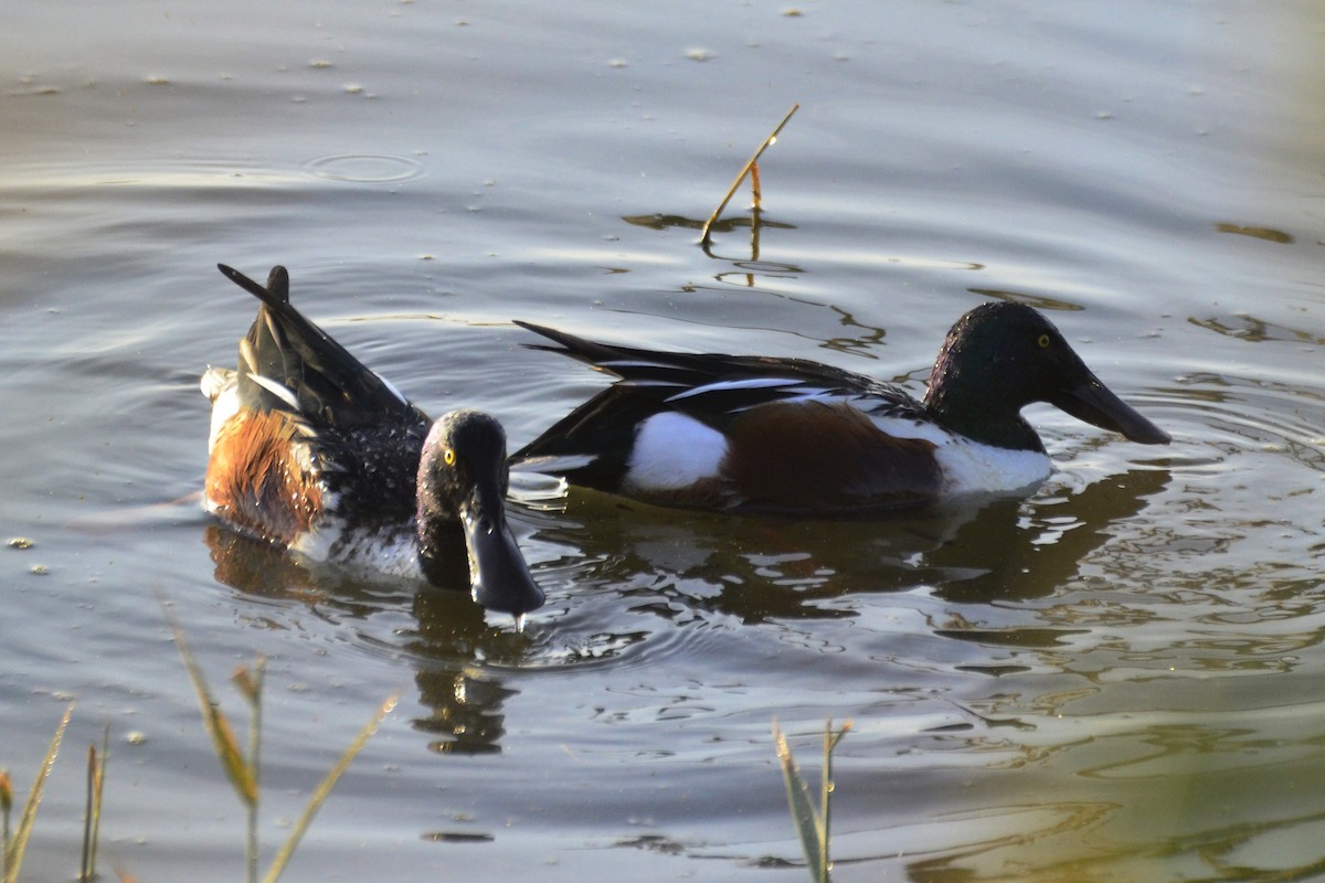 Northern Shoveler - ML647017838