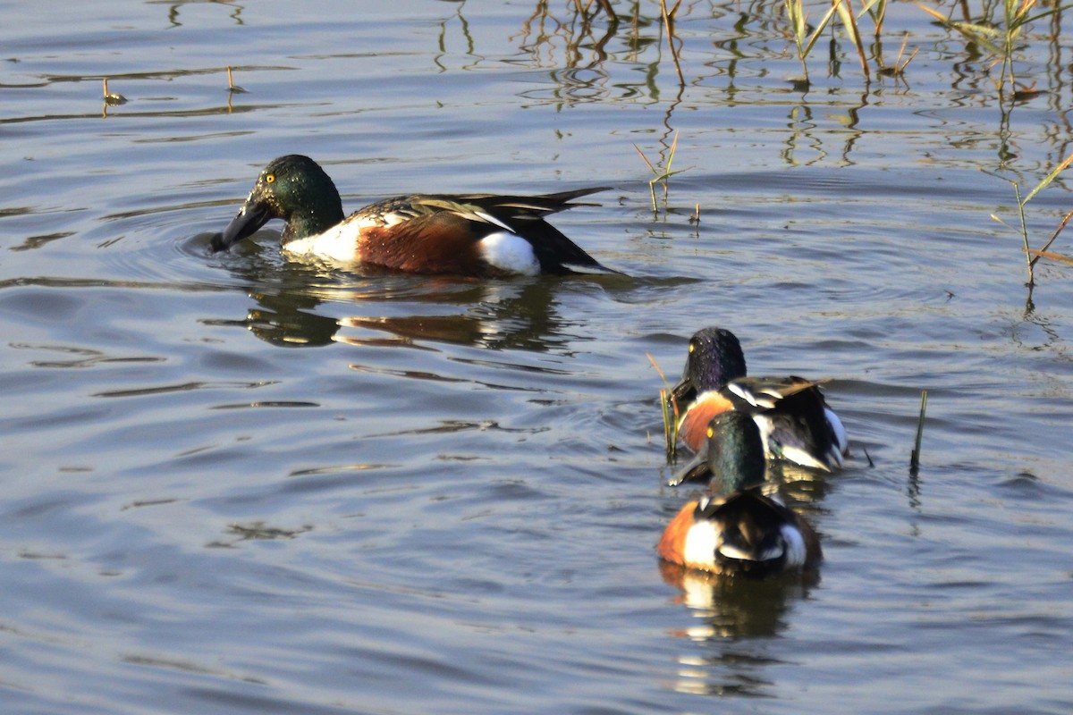 Northern Shoveler - ML647017839