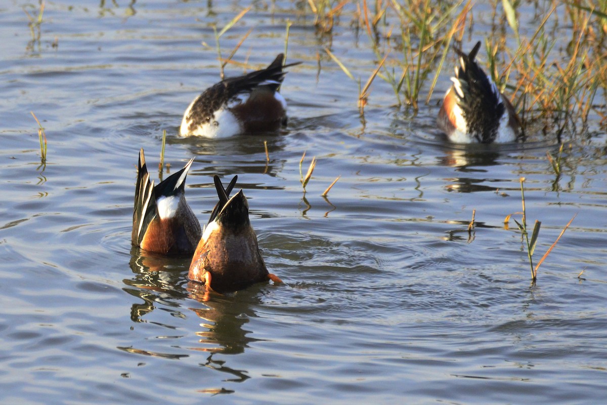 Northern Shoveler - ML647017840