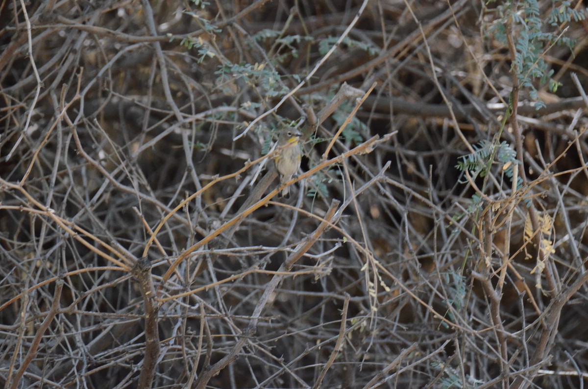Yellow-rumped Warbler - ML647017842