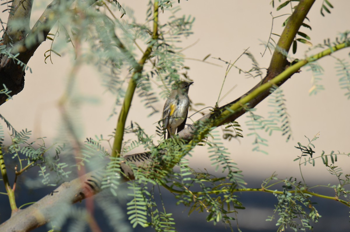 Yellow-rumped Warbler - ML647017843