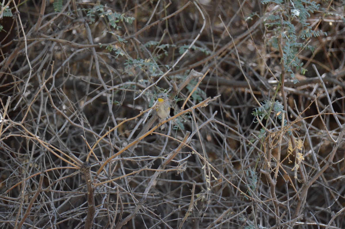Yellow-rumped Warbler - ML647017844