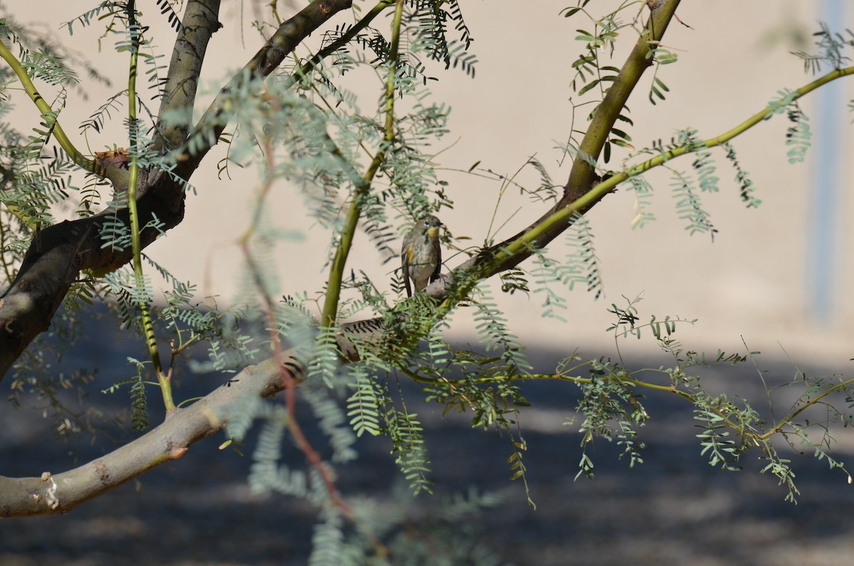 Yellow-rumped Warbler - ML647017845