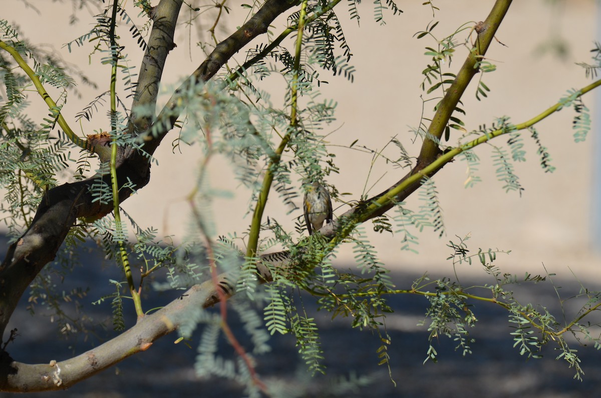 Yellow-rumped Warbler - ML647017846