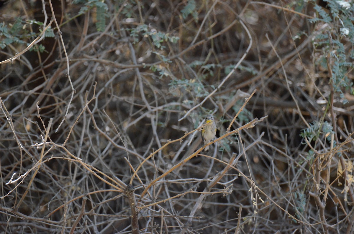Yellow-rumped Warbler - ML647017847