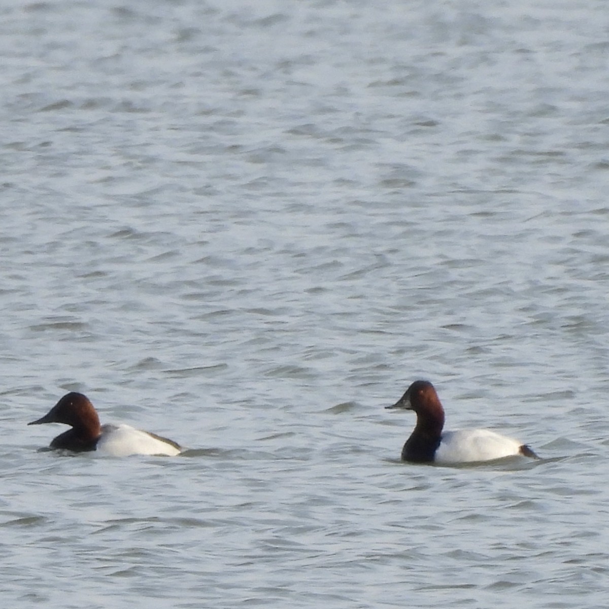 Murgilari bizkarzuria - ML647017848