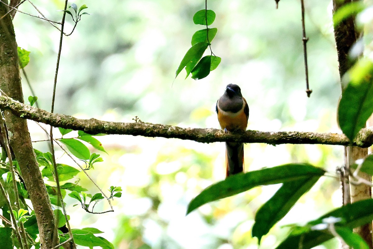 Trogon de Malabar - ML647017893