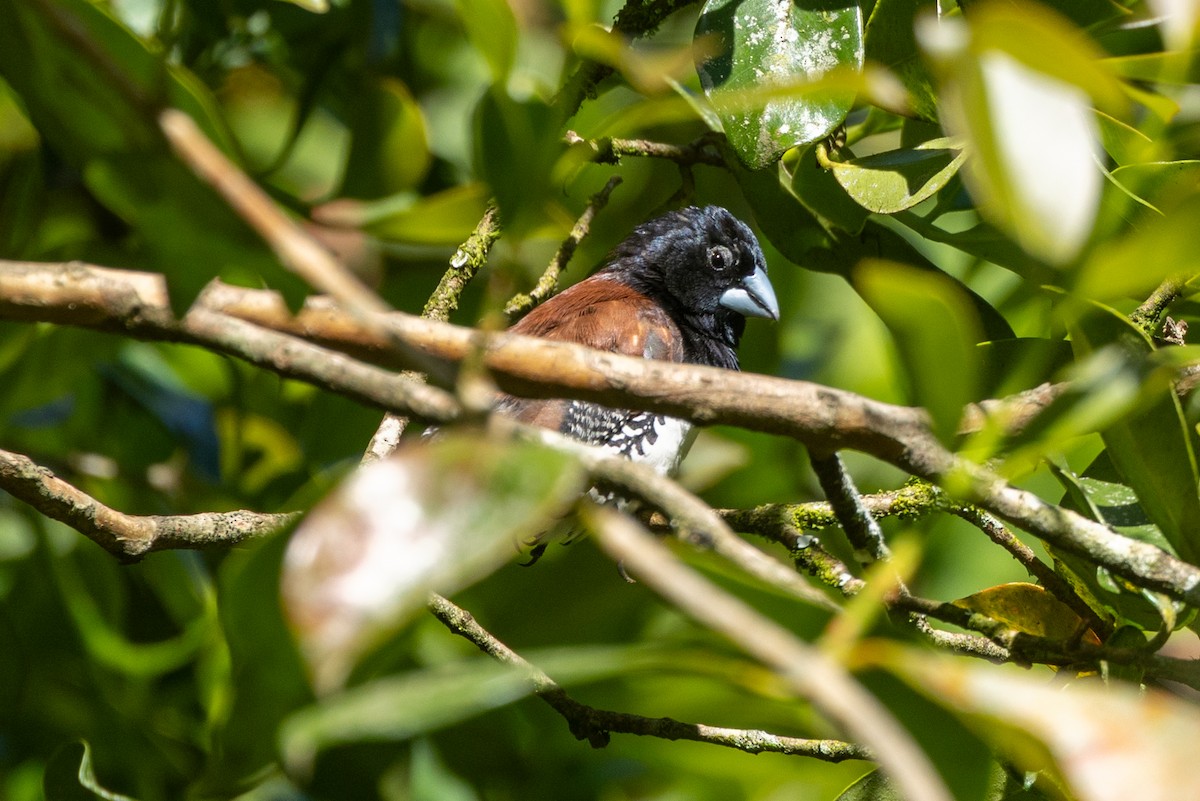 Black-and-white Mannikin - ML647017930