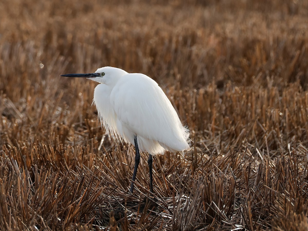 silkehegre - ML647017932