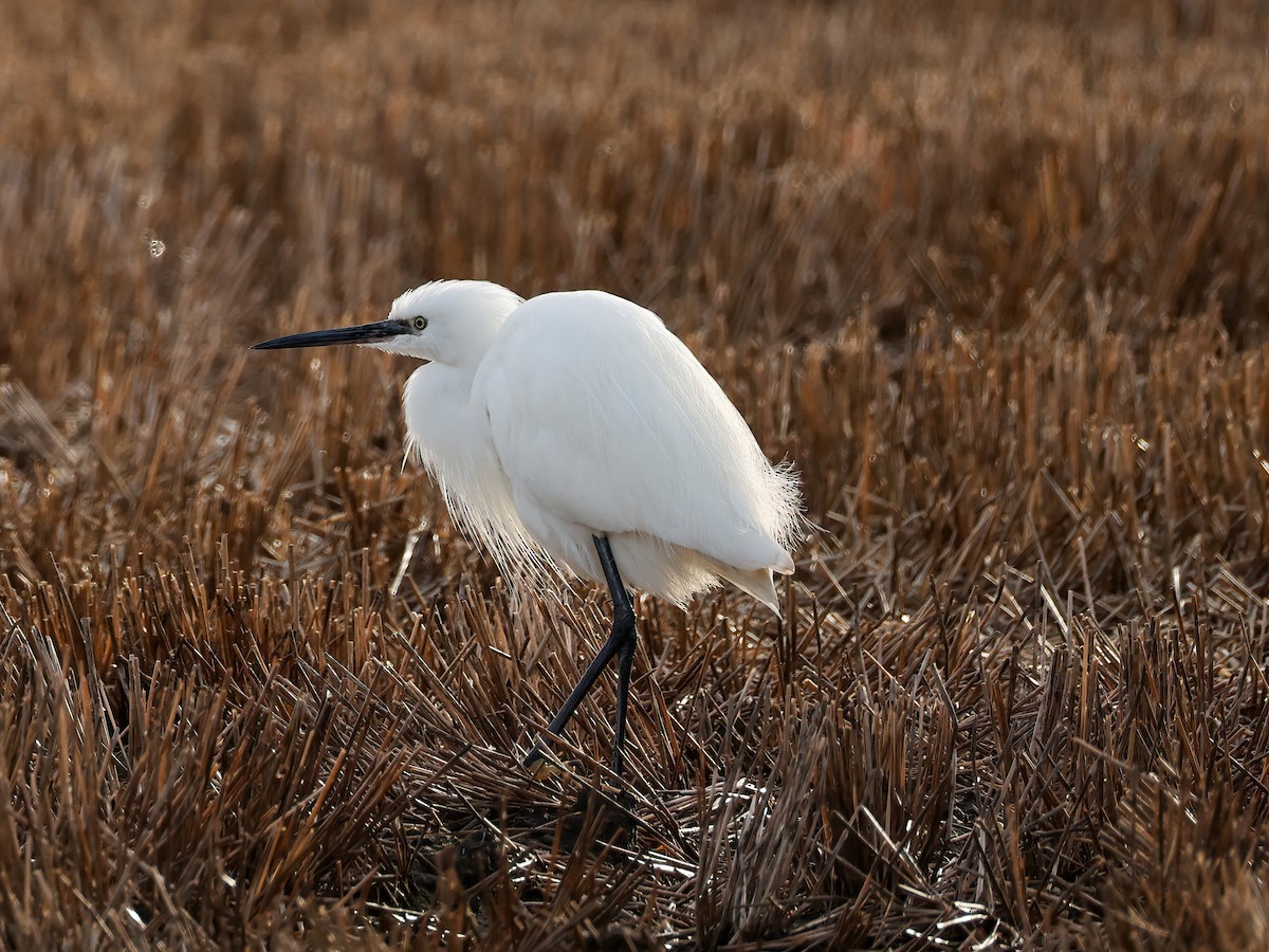 silkehegre - ML647017933