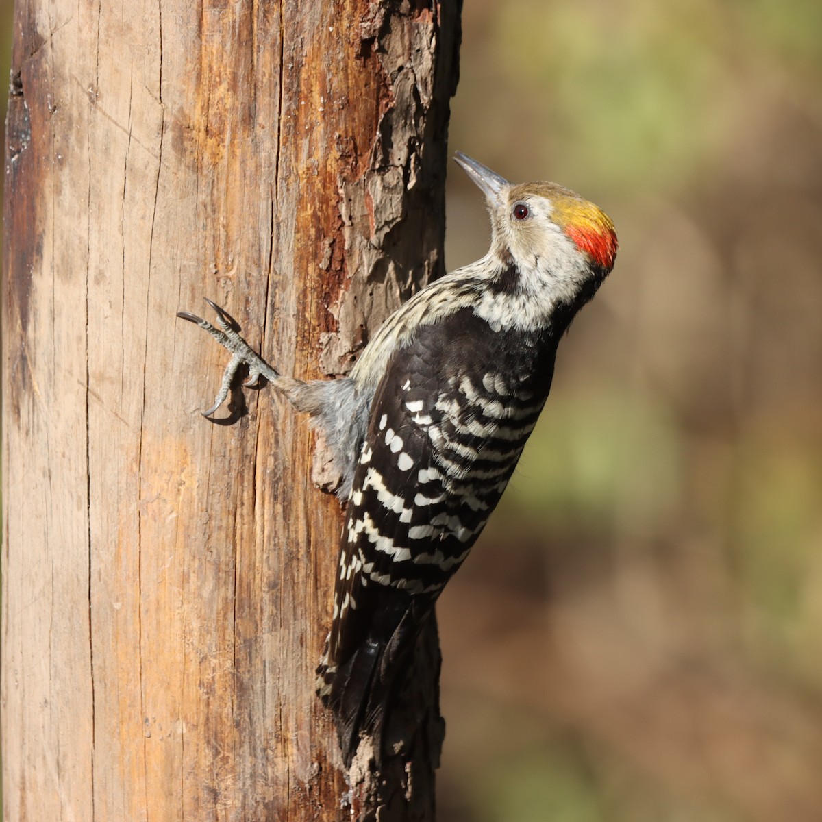 bergspett - ML647017934