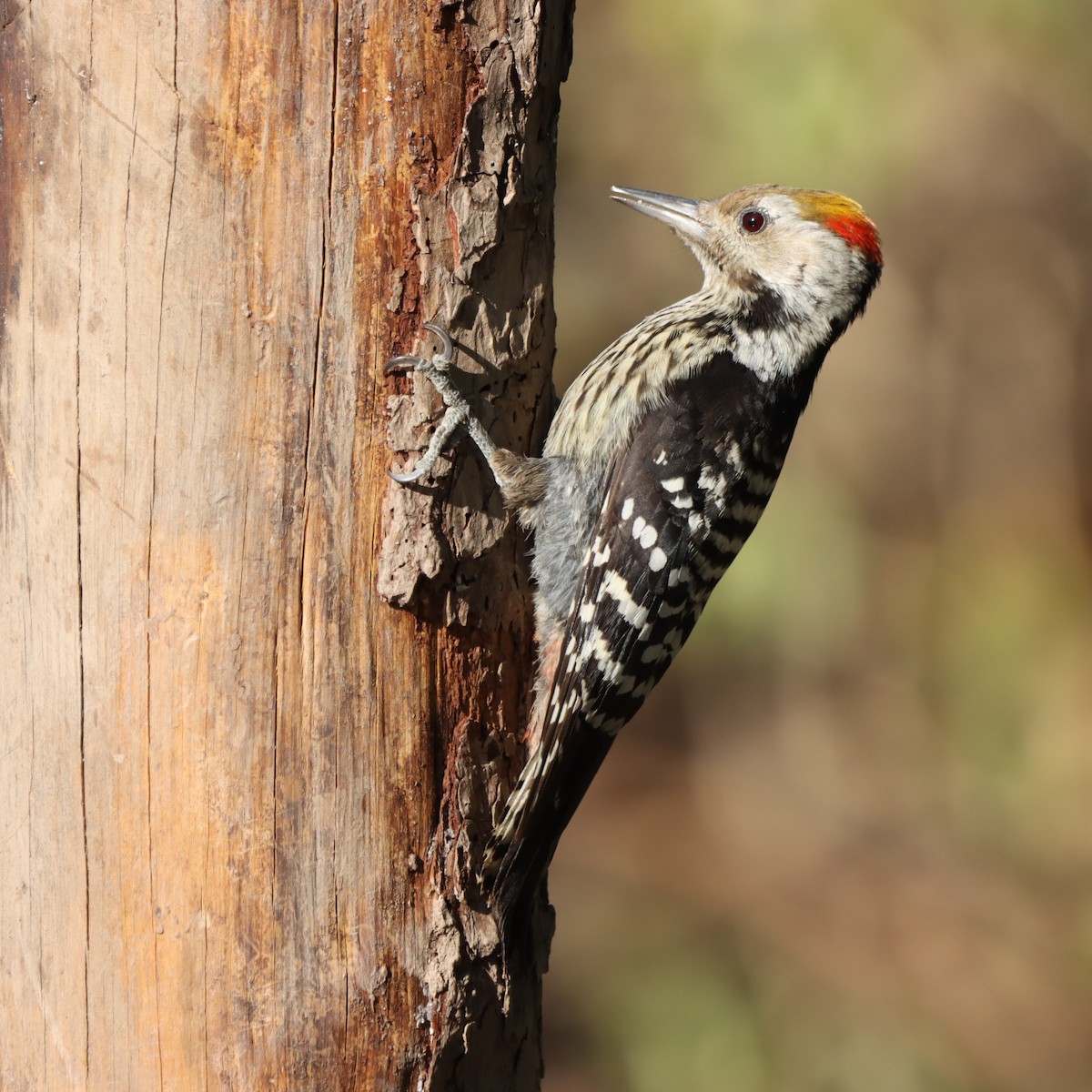 bergspett - ML647017940