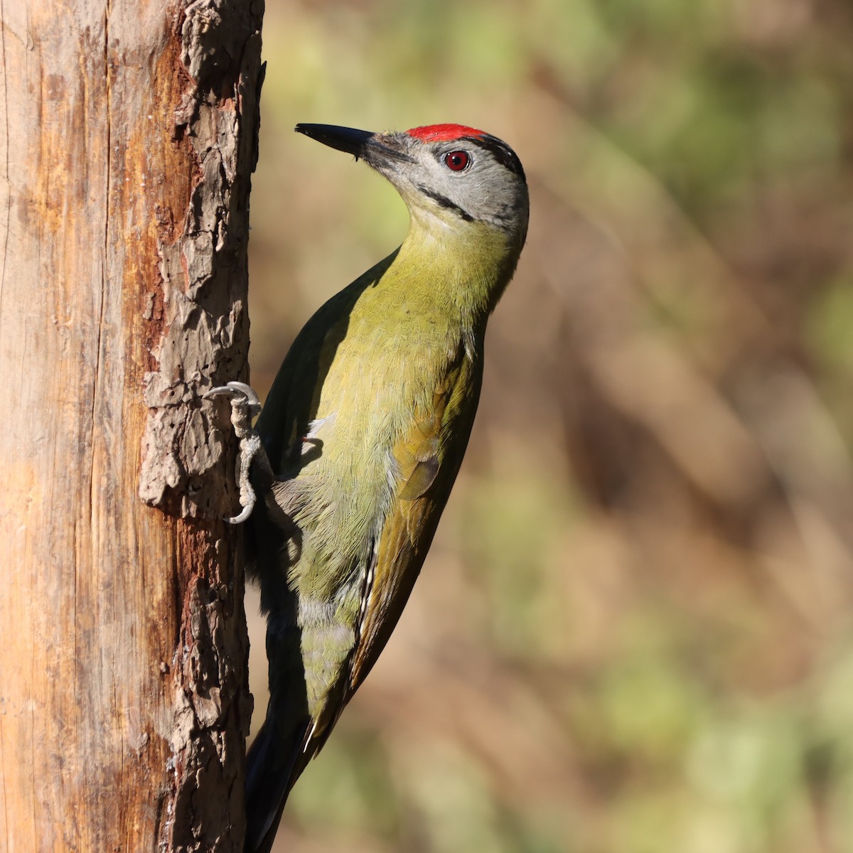 Pic cendré - ML647017953