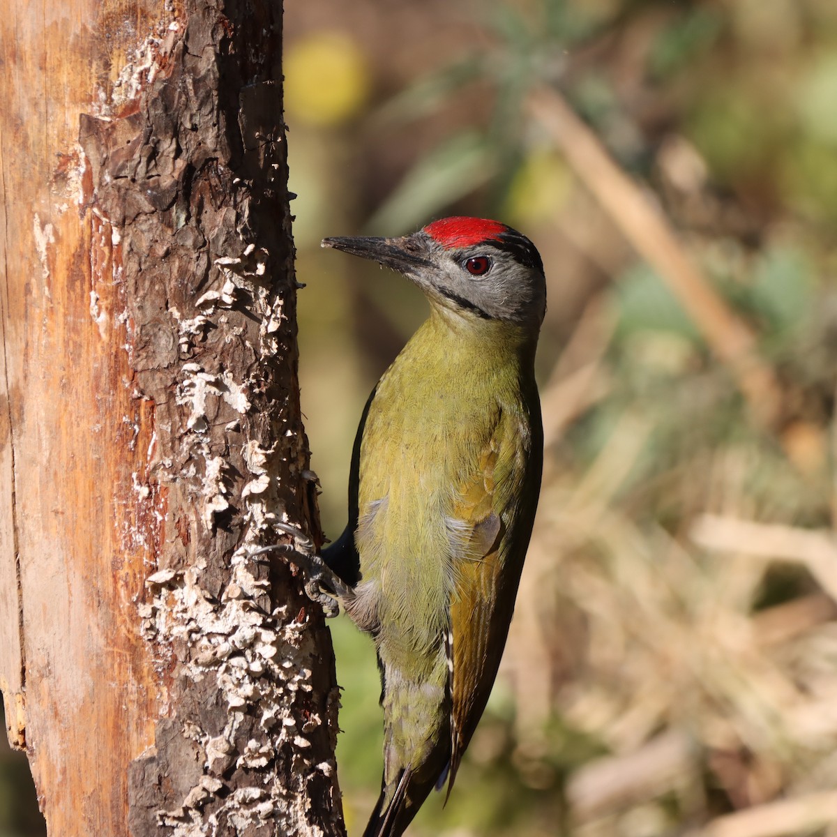 Pic cendré - ML647017959