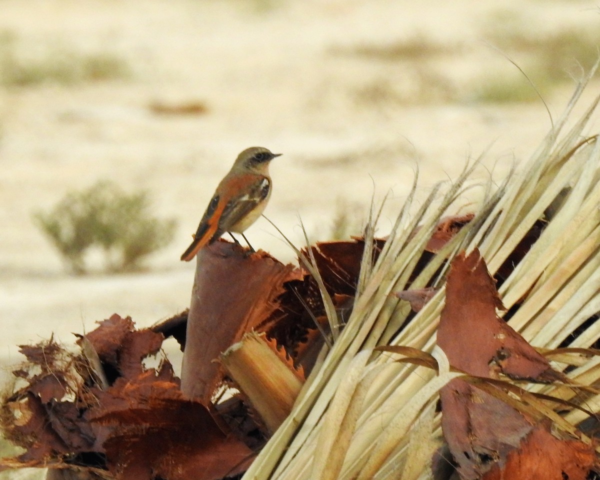 Rufous-backed Redstart - ML647017960