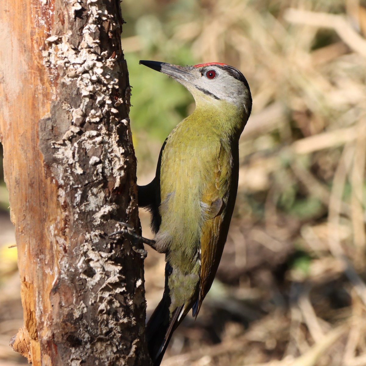 Pic cendré - ML647017974